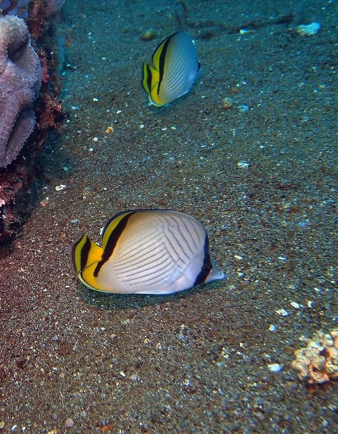 Chaetodon_vagabundus  Chaetodon vagabundus,Geotagged,Philippines,Vagabond butterflyfish