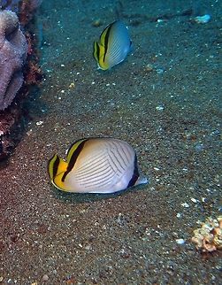 Chaetodon_vagabundus  Chaetodon vagabundus,Geotagged,Philippines,Vagabond butterflyfish