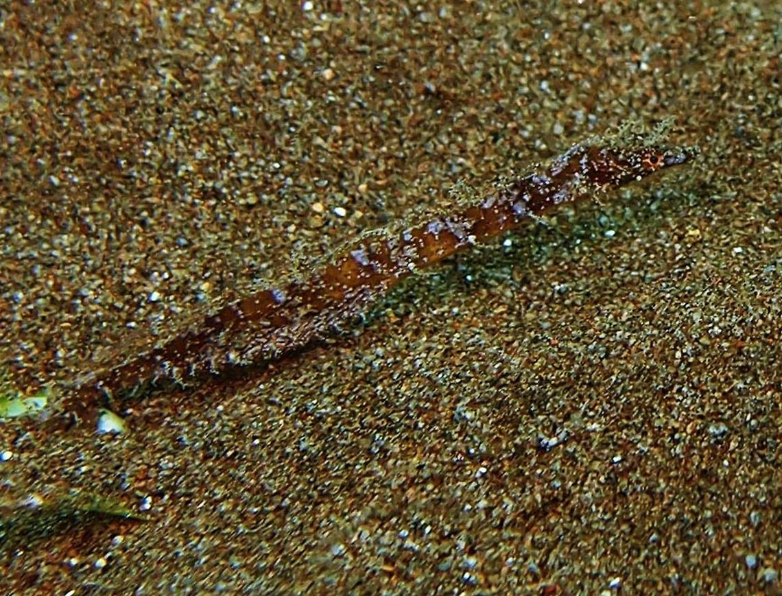 Pygmy pipefish (Micrognathus_pygmaeus) Dauin,Oct 4, 2012.<br />
Up to 6 cm (2 1/4 inch.). Snout is short. Skin flaps abasent except for tiny flaps on head. Tiny tail. Brown with about 10 narrow whitish saddles on back and upper side. Solitary and cryptic.<br />
Habitat: Inside caves and crevices of coastal lagoons and outer reefs to 10 m. Indo Pacific.<br />
Up to 6 cm (2 1/4 inch.). Snout is short. Skin flaps abasent except for tiny flaps on head. Tiny tail. Brown with about 10 narrow whitish saddles on back and upper side. Solitary and cryptic.<br />
Habitat:<br />
<br />
Inside caves and crevices of coastal lagoons and outer reefs to 10 m. Indo Pacific.<br />
Notes: Is one of these tiny animals that, without the expert eye of our dive guide, we would have never spotted!<br />
<a href="http://www.fishbase.org/summary/SpeciesSummary.php?id=17430" rel="nofollow">http://www.fishbase.org/summary/SpeciesSummary.php?id=17430</a><br />
 Fall,Geotagged,Micrognathus pygmaeus,Philippines,Thorntail pipefish,micrognathus pygmaeus,pygmy pipefish
