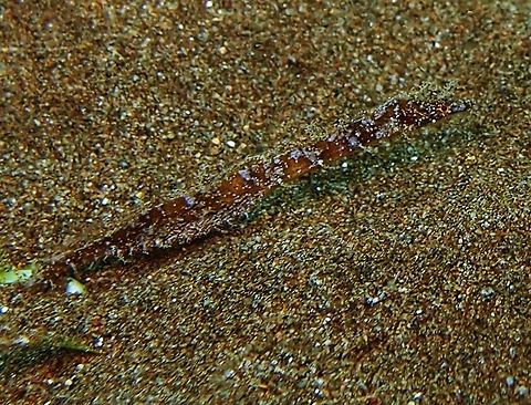 Pygmy pipefish (Micrognathus_pygmaeus) Dauin,Oct 4, 2012.
Up to 6 cm (2 1/4 inch.). Snout is short. Skin flaps abasent except for tiny flaps on head. Tiny tail. Brown with about 10 narrow whitish saddles on back and upper side. Solitary and cryptic.
Habitat: Inside caves and crevices of coastal lagoons and outer reefs to 10 m. Indo Pacific.
Up to 6 cm (2 1/4 inch.). Snout is short. Skin flaps abasent except for tiny flaps on head. Tiny tail. Brown with about 10 narrow whitish saddles on back and upper side. Solitary and cryptic.
Habitat:

Inside caves and crevices of coastal lagoons and outer reefs to 10 m. Indo Pacific.
Notes: Is one of these tiny animals that, without the expert eye of our dive guide, we would have never spotted!
http://www.fishbase.org/summary/SpeciesSummary.php?id=17430
 Fall,Geotagged,Micrognathus pygmaeus,Philippines,Thorntail pipefish,micrognathus pygmaeus,pygmy pipefish