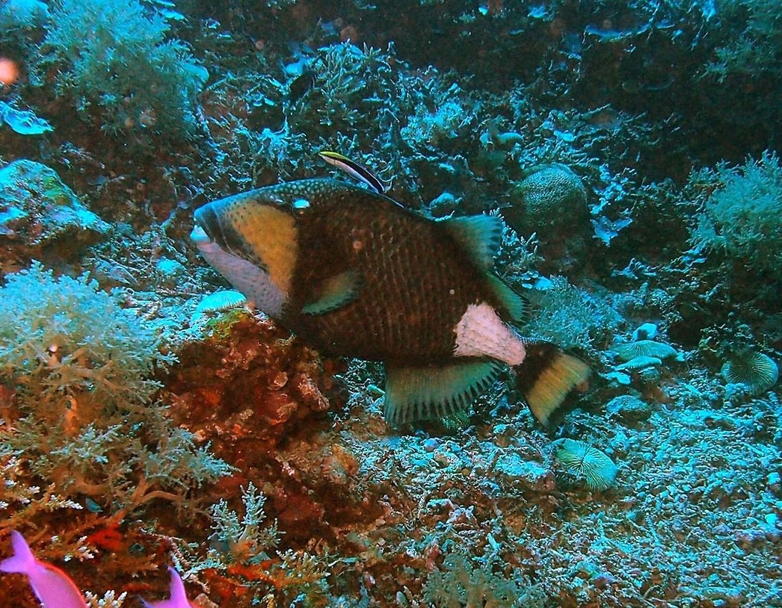 Titan triggerfish (Balistoides_viridescens) Apo Island, Oct 2, 2012.<br />
Up to 75 cm, titan triggerfishes have a dark body with yellow-green to blue crosshatches; a yellow and green snout and cheek, a whitish rear body and tail base.Also a dark moustache-like band above mouth. They are solitary and if is a female nesting, better be careful: they can attack and inflict serious bites!<br />
Habitat:<br />
Red Sea and E. Africa to French Polynesia. Lagoons and outer reefs (3-50 m.).<br />
Notes:<br />
This one I saw in Apo Island coral reef. It seemed to be hanging at a cleaner station. Balistoides viridescens,Geotagged,Philippines,Titan triggerfish