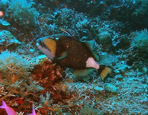Titan triggerfish (Balistoides_viridescens) Apo Island, Oct 2, 2012.
Up to 75 cm, titan triggerfishes have a dark body with yellow-green to blue crosshatches; a yellow and green snout and cheek, a whitish rear body and tail base.Also a dark moustache-like band above mouth. They are solitary and if is a female nesting, better be careful: they can attack and inflict serious bites!
Habitat:
Red Sea and E. Africa to French Polynesia. Lagoons and outer reefs (3-50 m.).
Notes:
This one I saw in Apo Island coral reef. It seemed to be hanging at a cleaner station. Balistoides viridescens,Geotagged,Philippines,Titan triggerfish