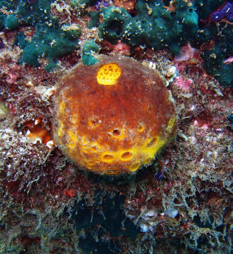 Golf Ball Sponge (Cinachyra_australiensis) Apo Island, Oct 2, 2012.<br />
Porifer. Bright yellow to orange with brown. It has crater-like openings, hence the names.<br />
Habitat:<br />
Indo Pacific coral reefs.<br />
 Cinachyra australiensis,Geotagged,Golf Ball Sponge,Philippines