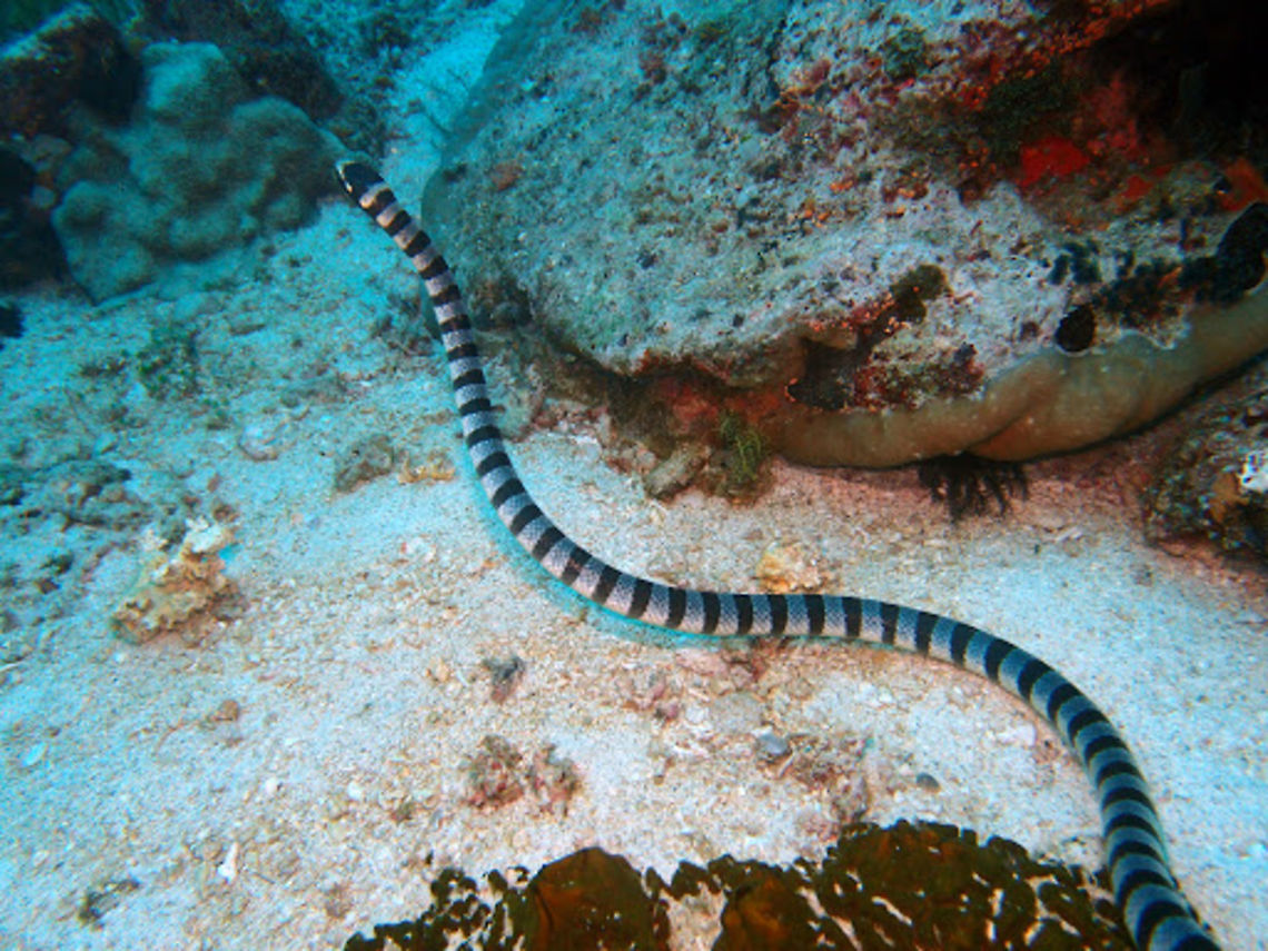 Colubrine Sea Krait (Laticauda_colubrina) Dauin, Oct 5, 2012.<br />
Black and white banded, blue eyes. Total length: males 875 mm, females 1420 mm. Banded sea kraits are often seen in large numbers in the company of hunting parties of giant trevally (Caranx ignobilis) and goatfish. Their cooperative hunting technique is similar to that of the moray eel, with the kraits flushing out prey from narrow crevices and holes. Kraits need to drink fresh water and regularly come onto land for that purpose. While probing crevices with their head and thus unable to observe approaching predators, banded sea kraits can fool their potential enemies to believe that their tail is the head. This is based on both colouration and tail movements, such that the lateral aspect of tail corresponds to the dorsal view of the head.<br />
Habitat:<br />
Banded sea krait is a wide-spread species in eastern Indian Ocean and Western Pacific. It is found from eastern coast of India east through coasts of SE Asia to Malay Archipelago and to southern China, Taiwan, and the Ryuku Islands of Japan. Vagrant individuals have been recorded in Australia, New Caledonia, and New Zealand.<br />
Notes: They are venomous but are not aggressive to divers. Geotagged,Laticauda colubrina,Philippines