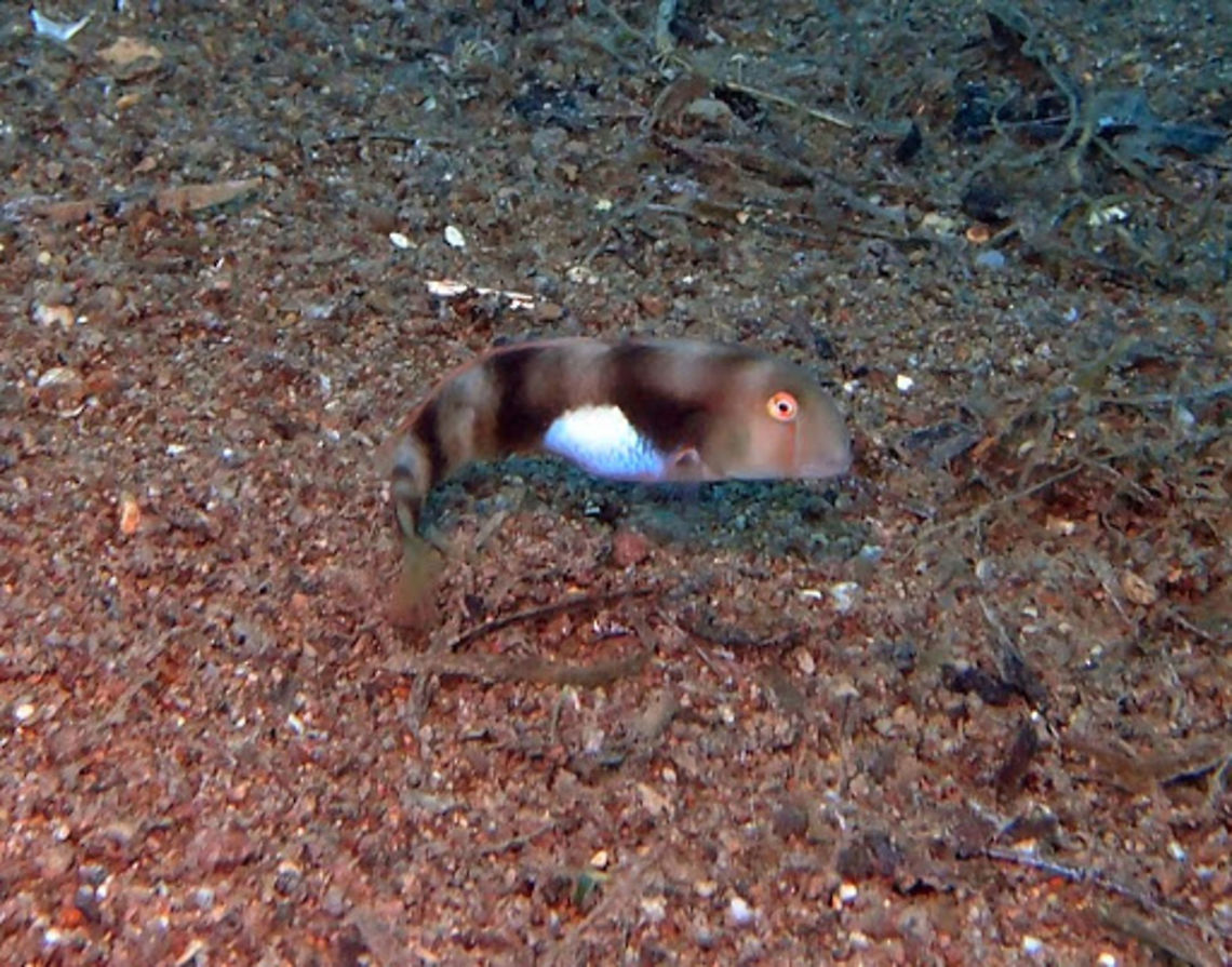 White Patch Razorfish (Iniistius_aneitensis) Dauin, Oct 3, 2012.<br />
Up to 24 cm (9 in.). Steep blunt snout. Pale gray with large white patch on lower forebody. it may display 3-4 dusky bars. Dives into sand when alarmed and to sleep at night.<br />
Habitat:<br />
Open sand areas near reefs ib 12-92 m. Indo West Pacific.<br />
 Geotagged,Iniistius aneitensis,Philippines,Whitepatch razorfish,white patch razorfish