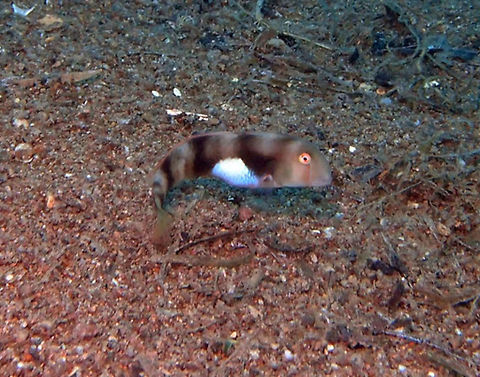 White Patch Razorfish (Iniistius_aneitensis) Dauin, Oct 3, 2012.
Up to 24 cm (9 in.). Steep blunt snout. Pale gray with large white patch on lower forebody. it may display 3-4 dusky bars. Dives into sand when alarmed and to sleep at night.
Habitat:
Open sand areas near reefs ib 12-92 m. Indo West Pacific.
 Geotagged,Iniistius aneitensis,Philippines,Whitepatch razorfish,white patch razorfish