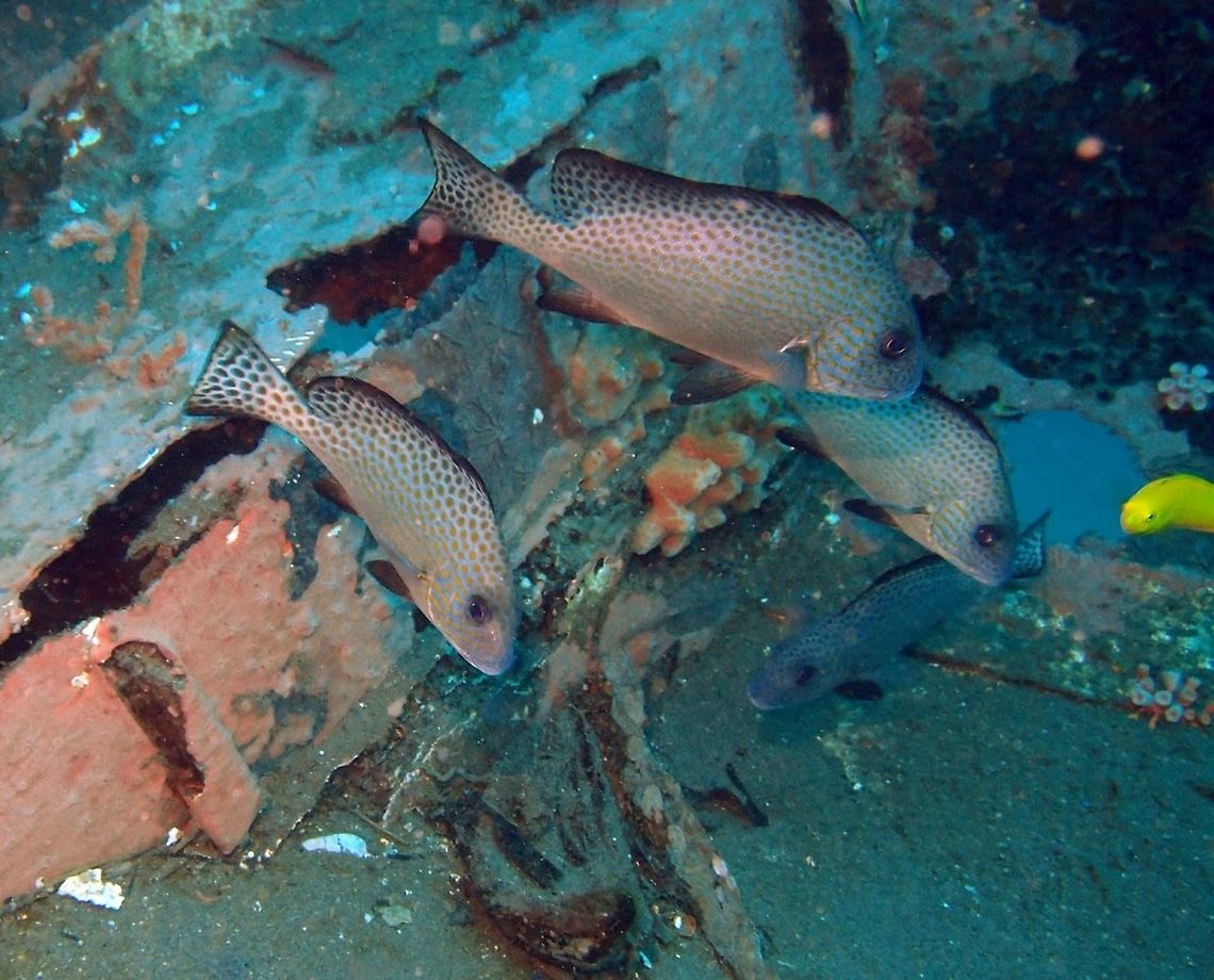 Indonesian sweetlips (Diagramma_melanacrum) Dauin, Oct 4, 2012.<br />
Up to 50 cm (20 in.). Gray with brown spotting, larger black spots on yellow dorsal and tail fins. Black ventral and anal fins.<br />
Habitat:<br />
Juveniles in estuaries and silty reefs on open substrates with remote outcrops or reef or debris. Adults on deep reefs along walls with large caves. Often in small aggregations in depths of 30 m or more. Malaysia, Indonesia and Philippines. Diagramma melanacrum,Geotagged,Philippines