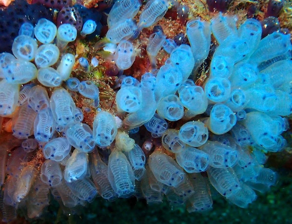 Blue Choirboys (Pycnoclavella narcissus) Dauin, Oct 2, 2012.<br />
Is a type of ascidian or sea squirt. Ascidiacea is a class in the Tunicata subphylum of sac-like marine invertebrate filter feeders. Ascidians are characterized by a tough outer &quot;tunic&quot; made of the polysaccharide tunicin, as compared to other tunicates which are less rigid. There are 2,300 species of ascidians and three main types: solitary ascidians, social ascidians that form clumped communities by attaching at their bases, and compound ascidians that consist of many small individuals (each individual is called a zooid) forming colonies up to several meters in diameter. Sea squirts feed by taking in water through the oral siphon. The water enters the mouth and pharynx, flows through mucus-covered gill slits (also called pharyngeal stigmata) into a water chamber called the atrium, then exits through the atrial siphon.<br />
Habitat:<br />
<br />
Ascidiacea (commonly known as the ascidians or sea squirts) is a class in the Tunicata subphylum of sac-like marine invertebrate filter feeders. Ascidians are found all over the world, usually in shallow water with salinities over 2.5%. While members of the Thaliacea and Larvacea swim freely like plankton, sea squirts are sessile animals: they remain firmly attached to substratum such as rocks and shells.  Geotagged,Philippines,Pycnoclavella,Pycnoclavella narcissus,sea squirt,tunicate