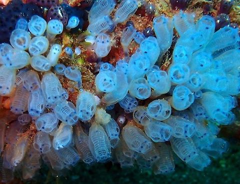 Blue Choirboys (Pycnoclavella narcissus) Dauin, Oct 2, 2012.
Is a type of ascidian or sea squirt. Ascidiacea is a class in the Tunicata subphylum of sac-like marine invertebrate filter feeders. Ascidians are characterized by a tough outer "tunic" made of the polysaccharide tunicin, as compared to other tunicates which are less rigid. There are 2,300 species of ascidians and three main types: solitary ascidians, social ascidians that form clumped communities by attaching at their bases, and compound ascidians that consist of many small individuals (each individual is called a zooid) forming colonies up to several meters in diameter. Sea squirts feed by taking in water through the oral siphon. The water enters the mouth and pharynx, flows through mucus-covered gill slits (also called pharyngeal stigmata) into a water chamber called the atrium, then exits through the atrial siphon.
Habitat:

Ascidiacea (commonly known as the ascidians or sea squirts) is a class in the Tunicata subphylum of sac-like marine invertebrate filter feeders. Ascidians are found all over the world, usually in shallow water with salinities over 2.5%. While members of the Thaliacea and Larvacea swim freely like plankton, sea squirts are sessile animals: they remain firmly attached to substratum such as rocks and shells.  Geotagged,Philippines,Pycnoclavella,Pycnoclavella narcissus,sea squirt,tunicate