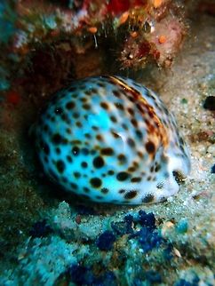 Tiger Cowry (Cypraea_tigris) Dauin, Oct 5, 2012.
Cypraea tigris, commonly known as the tiger cowry, is a species of cowry, a large sea snail, a marine gastropod mollusk in the family Cypraeidae, the cowries. Mantle tan with white and black. Mottling and fine lines. Numerous long unbranched filaments with white tips. Shell white with highly variable patterns of black spots with reddish outlines. Carnivorous, the adult tiger cowrie eats coral and various invertebrates, while juveniles eat algae.
Habitat:
The tiger cowrie is found on the ocean floor in the Indian and western Pacific Oceans, across the waters of Micronesia and Polynesia, the Coral Sea and around the Philippines. Along the Australian Coast it is found from Northern New South Wales to northern Western Australia, as well as Lord Howe Island, and along the east coast of Africa including Madagascar. Found between depths of 10 and 40 metres (35&ndash;130 ft), it is often associated with live coral colonies, such as the table-forming Acropora, either found on the reefs themselves or the sandy sea bottom nearby.[ Once common, it is now much less abundant due to shell collecting and the destruction of its habitat by such processes as dynamite fishing, especially in shallower areas.  Cypraea tigris,Geotagged,Philippines