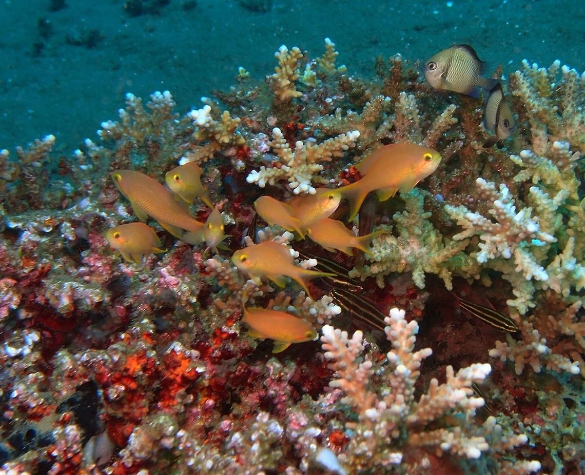 Redfin anthias (Pseudanthias_dispar) Dauin, Oct 1, 2012<br />
Orange to yellow body, lavender to pink head and bright red dorsal fin, translucent tail. the females are orange to peach in the upper head, body and fins while the lower head is pale. They have to narrow violet to lavender or yellowish bars extended from eye to pectoral fin base. Males show an erect dorsal fin during courtship. They form schools and plankton-feeding aggregations 1-3 m above the substrate (e.g.corals). Females far outnumber males.<br />
Habitat: Upper edge of steep slopes to 15 m. <br />
Ref: <a href="http://www.amazon.com/Reef-Fish-Identification-Tropical-Pacific/dp/1878348361" rel="nofollow">http://www.amazon.com/Reef-Fish-Identification-Tropical-Pacific/dp/1878348361</a> Dispar Anthias,Geotagged,Philippines,Pseudanthias dispar