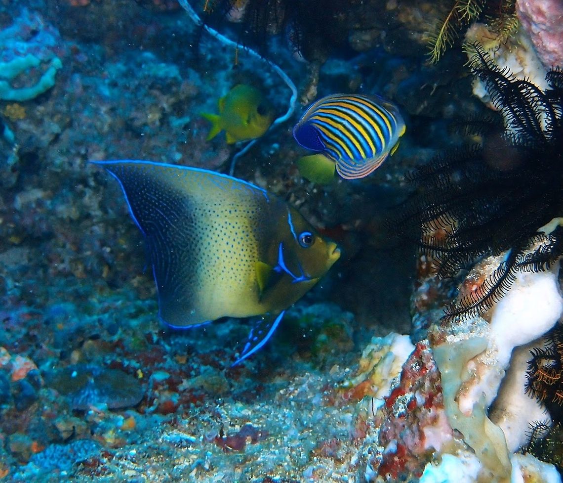 Semicircle angelfish (Pomacanthus_semicirculatus) Dauin, Oct 5, 2012.<br />
The semicircle angelfish can be up to 35 cm (14 in.). Is greenish brown with blue spotting and pale yellowish lips. It has blue margins in the cheeks, spines and gill covers. Narrow blue margins on rear dorsal, anal and tail fins. Geotagged,Philippines,Pomacanthus semicirculatus,Semicircle angelfish