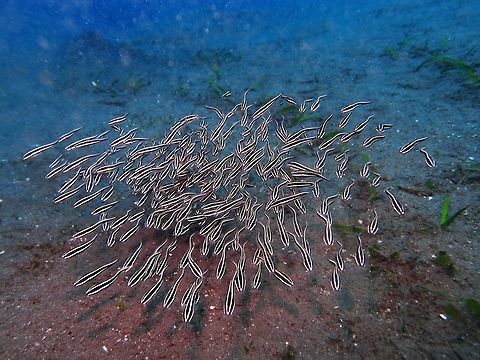Striped eel catfish (Plotosus_lineatus) Dauin, Oct 1, 2012.
Is a species of eeltail catfishes belonging to the family Plotosidae. Plotosus lineatus can reac a maximum length of 32 cm (13 in) in males. The body is brown with cream-colored or white longitudinal bands. The most striking feature of this species is in the fins, in fact the second dorsal, caudal and anal are fused together as in eels. In the rest of the body is quite similar to a freshwater catfish: the mouth is surrounded by four pairs of barbels, four on the upper jaw and four on the lower jaw. The first dorsal and each of the pectoral fins have a highly venomous spine. They may even be fatal. Juveniles of Plotosus lineatus form dense ball-shaped schools of about 100 fish, while adults are solitary or occur in smaller groups of around 20 and are known to hide under ledges during the day. Adult P. lineatus search and stir the sand incessantly for crustaceans, mollusks, worms, and sometimes fish. Striped eel catfish is an oviparous fish; this species has demersal eggs and planktonic larvae. This species has evolved long ampullary canals in its electrosensory organs (originally termed "ampullae of Lorenzini").
P. lineatus is found in coral reefs; it is also found in estuaries, tide pools and open coasts.Present in the eastern Mediterranean, in the Indian Ocean, in the western Pacific Ocean and sometimes entering freshwaters in East Africa and Madagascar. Geotagged,Philippines,Plotosus lineatus