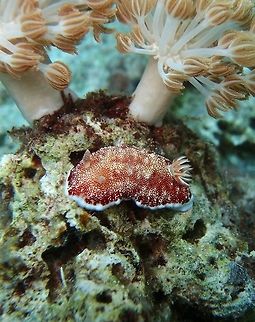Goniobranchus_reticulata Goniobranchus reticulatus is a species of colourful sea slug or dorid nudibranch, a marine gastropod mollusk in the family Chromodorididae. It grows up to 4.5 cm. It feeds on hydroids. Red reticulate pattern over white.
Habitat:This marine species occurs off the Philippines. Depth 6-22 m. Geotagged,Goniobranchus reticulatus,Philippines
