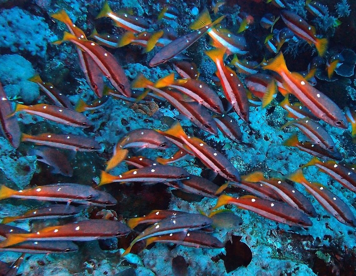 Two-spot Snapper (Lutjanus_biguttatus) It is a slender fish, dark brown above, paler brown-yellow below, with a broad white stripe laterally. There are two white spots high on the back. The species grows to about 20 cm in length.<br />
Habitat:<br />
It occurs on coral reefs in tropical marine waters of the Indo-West Pacific. Inhabits coral reefs and outer reef slopes. Sometimes in large schools of more than 100 individuals. Often solitary. Feeds mainly on small fishes and crustaceans. Geotagged,Lutjanus biguttatus,Philippines