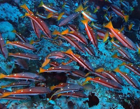 Two-spot Snapper (Lutjanus_biguttatus) It is a slender fish, dark brown above, paler brown-yellow below, with a broad white stripe laterally. There are two white spots high on the back. The species grows to about 20 cm in length.
Habitat:
It occurs on coral reefs in tropical marine waters of the Indo-West Pacific. Inhabits coral reefs and outer reef slopes. Sometimes in large schools of more than 100 individuals. Often solitary. Feeds mainly on small fishes and crustaceans. Geotagged,Lutjanus biguttatus,Philippines