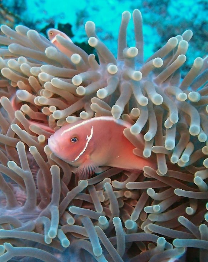 Pink anemonefish (Amphiprion_perideraion) Dauin, Oct 3, 2012.<br />
To 10 cm (4 in.). Pink to orange. Narrow white head bar, and white dorsal stripe from between the eyes to tail.<br />
Habitat:<br />
Live with 4 anemone species but most commonly with the Magnificent Anemone on reefs in 3-20 m. Amphiprion perideraion,Geotagged,Philippines,Pink skunk clownfish