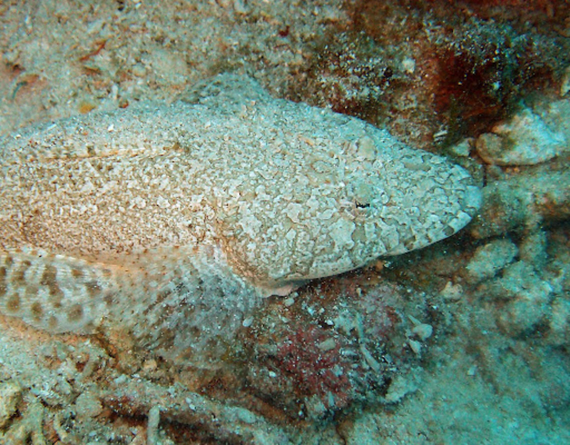 Broadhead flathead (Sunagocia_arenicola) Oct 6, 2012.<br />
To 37 cm (15 in.). Platycephalidae. Spotted shades of brown to gray. Light and dark banding and spotting on pectoral and ventral fins, both light and dark bars below eye and on jaws. Space between eyes about the same width as diameter of eye.<br />
Habitat:<br />
Solitary. Sandy fringe on coral reefs in 3-30 m. Indo-West Pacific. Broadhead flathead,Sunagocia arenicola