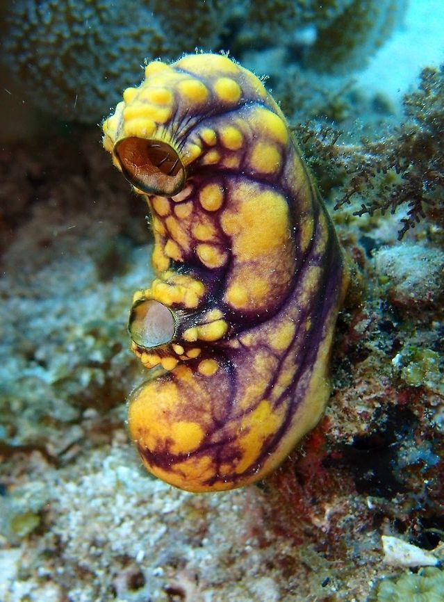 Ox heart ascidian (Polycarpa_aurata) Cabilao, Oct 7, 2012.<br />
Is a species of tunicate in the family Styelidae. Polycarpa aurata is purple and orange in colour. These tunicates possess an elementary nervous system and a protective outer layer or tunic, hence the name tunicate, composed of a type of cellulose called tunicin. It has two openings in its golden robe, hence the species name: the branchial siphon to suck the water, and the atrial siphon, located laterally to the first and at the center of the animal&#039;s body, to eject. They feed on plancton and bacteria and they are hermafrodites. Adults bind strongly to the substrate through their tunic. They can reach 10 cm.<br />
Habitat:<br />
Widely distributed in the Indo-Pacific, attached to the substrate or rock walls in areas with strong current. Geotagged,Philippines,Polycarpa aurata