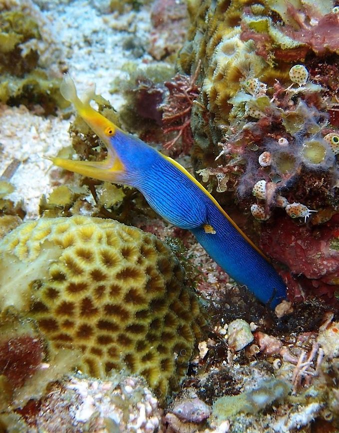 Ribbon Eel (Rhinomuraena_quaesita) Cabilao, Oct 7, 2012.<br />
Is a species of saltwater eel, the only member of the genus Rhinomuraena of the Muraenidae (Moray eel) family of order Anguilliformes. It can reach 65-85 cm (2 1/4-2 3/4 ft.). It has a brilliant blue body with yellow dorsal fin, snout, lower jaw and eye. Large fan-shaped nostrils and chin barbels.<br />
Habitat:<br />
<br />
Solitary or in pairs. Inhabits sandy burrows of coastal, lagoon and seaward reefs in 1-57 m. Indo-Pacific. Geotagged,Philippines,Rhinomuraena quaesita,Ribbon eel,ribbon eel