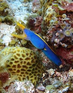 Ribbon Eel (Rhinomuraena_quaesita) Cabilao, Oct 7, 2012.
Is a species of saltwater eel, the only member of the genus Rhinomuraena of the Muraenidae (Moray eel) family of order Anguilliformes. It can reach 65-85 cm (2 1/4-2 3/4 ft.). It has a brilliant blue body with yellow dorsal fin, snout, lower jaw and eye. Large fan-shaped nostrils and chin barbels.
Habitat:

Solitary or in pairs. Inhabits sandy burrows of coastal, lagoon and seaward reefs in 1-57 m. Indo-Pacific. Geotagged,Philippines,Rhinomuraena quaesita,Ribbon eel,ribbon eel