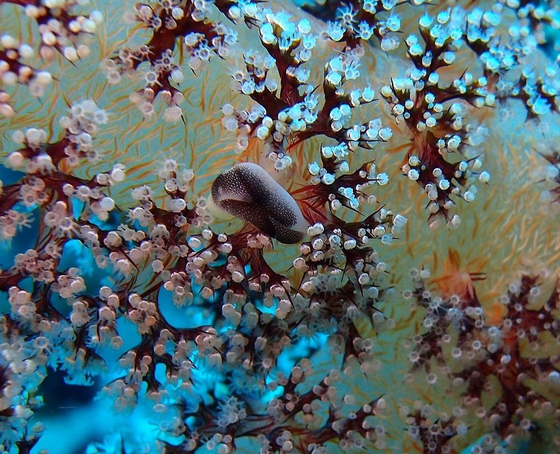 Lovely headshield slug (Chelidonura_amoena) Cabilao, Oct 7, 2012<br />
Is a whitish headshield slug, with varying amounts of stippled gray to brown patches, and commonly yellow margins in the head, tail and foot.<br />
Habitat: West Pacific to Papua New Guinea, Palau and Japan. Chelidonura amoena,Geotagged,Philippines