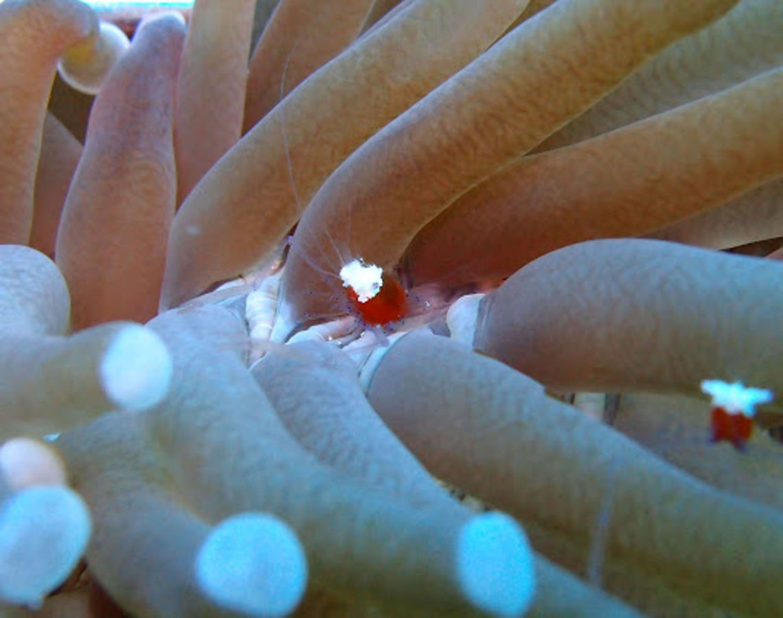 Mushroom coral shrimp (Cuapetes_kororensis) Cabilao, Oct 7, 2012.<br />
Commensal shrimps of the Palaemonidae family. To 4 cm (1 1/2 in.) with reddish brown carapace with translucent abdomen. Long thin translucent claw arms with light blue color. Prominent ragged white patch on head.<br />
Habitat:<br />
Exclusively associates with mushroom coral, Heliofungia actiniformis. West Pacific to Marshall I. and NE Australia.<br />
Ref: <a href="http://reefguide.org/periclemeneskororensis.html" rel="nofollow">http://reefguide.org/periclemeneskororensis.html</a> Cuapetes kororensis,Geotagged,Mushroom coral shrimp,Philippines