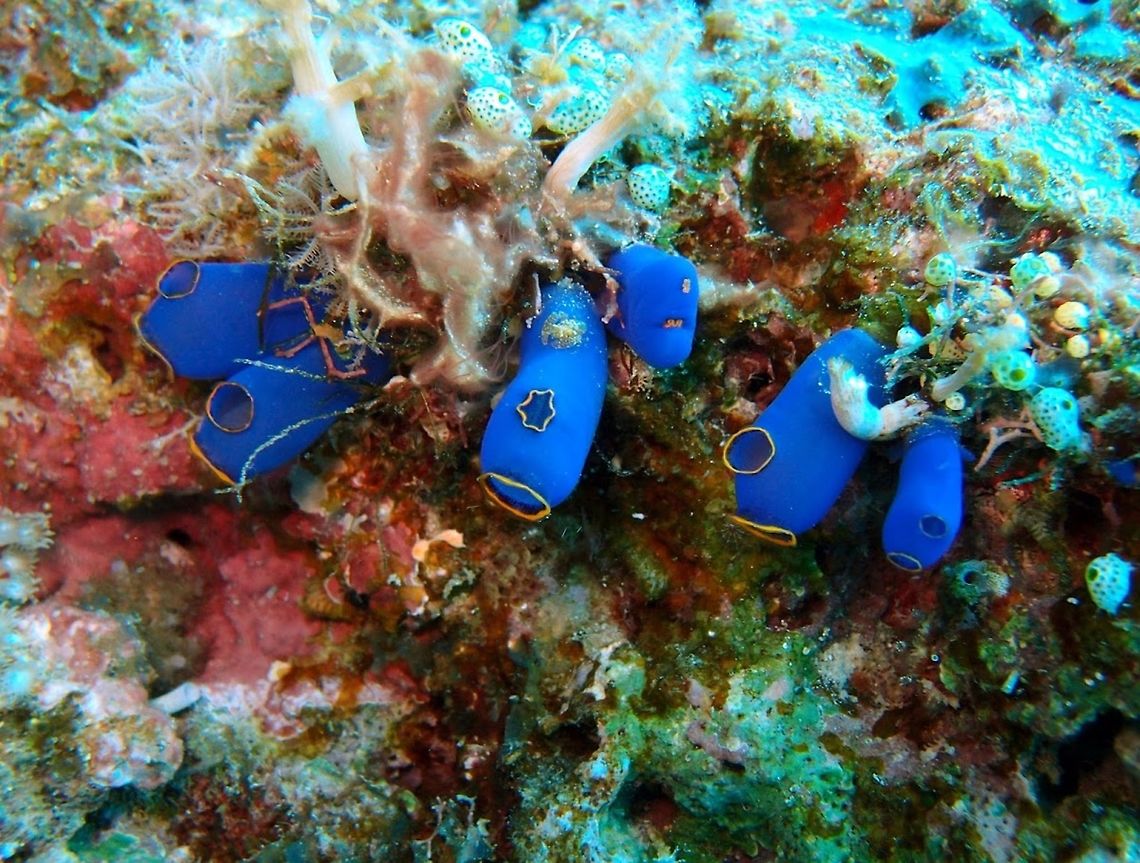 Clavelina coerulea or Rhopalaea fusca - very confusing online! Cabilao, Oct 7, 2012<br />
Elegant solitary ascidian, cylindrical, small (3-5 cm). Colour can change, but it is usually a blue tone: from transparent sky to an opaque darker blue. When disturbed, tunicates draw up the incurrent and excurrent apertures, much like a drawstring around the rim of a bag. Tunicates, or "sea squirts" are common in all marine habitats, attaching themselves to virtually any fixed object on a coral reef. To feed, they constantly filter out bacteria and phytoplankton by passing a continuous stream of water through their body. The larger of the two openings is the mouth, or incurrent aperture, and the smaller is the excurrent aperture. The water stream is kept moving by the action of tiny cilia (hairs) that line the inside of the tunicate body. Waste products are also expelled through the excurrent aperture.<br />
Habitat:<br />
Rhopalaea spp. are common on back reef, reef front but mainly along the external reef. Indo-Pacific Clavelina coerulea,Geotagged,Philippines,Rhopalaea fusca,rhopalaea,sea squirt,tunicate