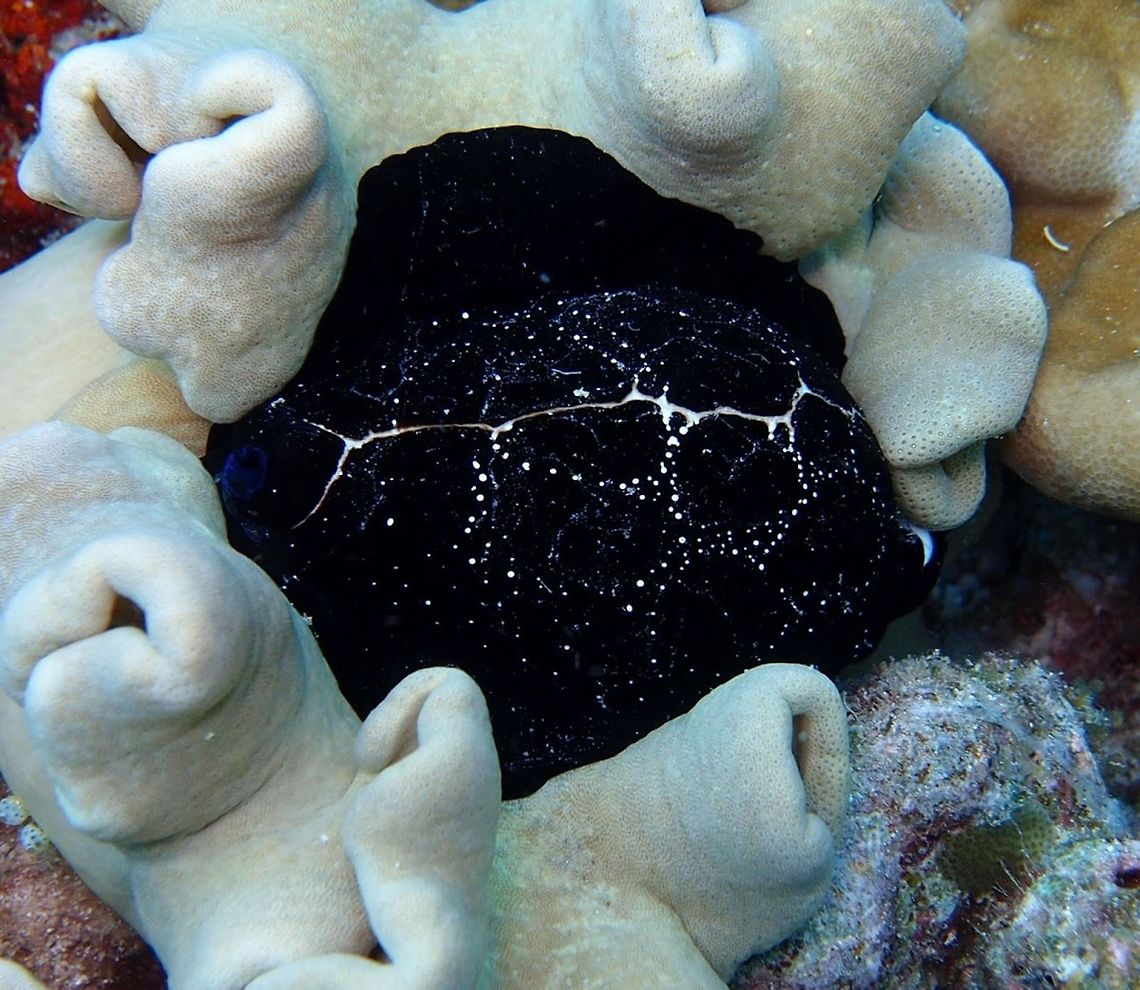 Common egg cowrie (Ovula_ovum) Cabilao, Oct 7, 2012<br />
The common egg cowrie, is a species of sea snail, a marine gastropod mollusk in the family Ovulidae, the ovulids, cowry allies or false cowries. The shells of these quite common cowries reach on average 65&ndash;70 millimetres (2.6&ndash;2.8 in) of length, with a minimum size of 50 millimetres (2.0 in) and a maximum size of 120 millimetres (4.7 in). They are egg-shaped. The surface of the shell is smooth, shiny and completely snow white, with a dark reddish-purple interior, visible through the wide and long aperture, which bears teeth on one side only. In the living cowries the mantle is black, with a pattern of small white spots in adults, while juveniles resemble some toxic nudibranchs of the genus Phyllidia owing to their orange yellow sensorial papillae. The lateral flaps of the mantle usually hide completely the white surface, but the mantle is quickly retracted into the shell opening when the cowry is disturbed.<br />
Habitat:<br />
This species is distributed in the Red Sea and in the Indian Ocean along East Africa and in Western and Central Pacific Ocean. Found in tropical reef in shallow waters at 2&ndash;20 metres (6 ft 7 in&ndash;65 ft 7 in) of depth, usually on algae or soft corals, mainly feeding on Alcyonarian colonies (Leather Coral, genus Sarcophyton and Sinularia sp., Alcyoniidae).  Geotagged,Ovula ovum,Philippines