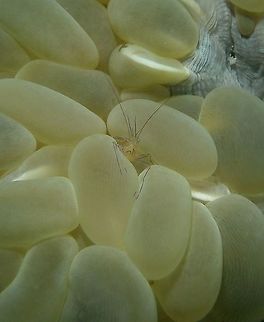 Bubble coral shrimp (Vir_philippinensis) Pic by my husband, in Cabilao, Oct 7, 2012.
Transparent shrimp, with purple antennae, a thin purple line along the back, the (long) claws, and the legs. 1.5 cm. Easy to identify, due to the colour pattern and to the host.
Habitat:
Always living in association with the bubble coral Plerogyra sinuosa.Reef front. Distribution: Indo-West Pacific  Bubble coral shrimp,Geotagged,Philippines,Vir philippinensis