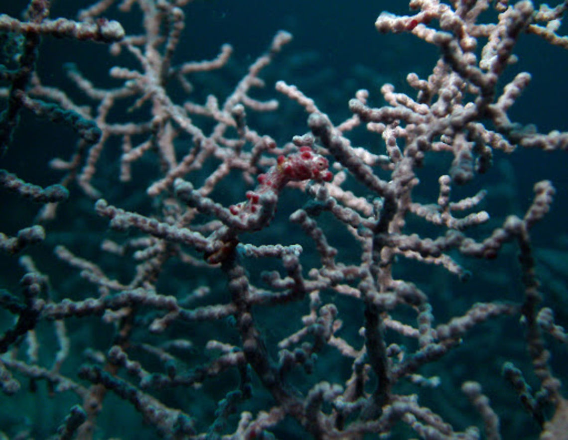 Hippocampus_bargibanti Cabilao, Oct 7, 2012<br />
To 2 cm (3/4 in.) in size. Tiny, pinkish with large orange to red warts and spots. Encircling bands on tail. Solitary or in small groups in sea fans of similar color (Muricella spp.).<br />
Habitat:<br />
Reefs and slopes in 10-40 m. Asian Pacific. Geotagged,Hippocampus bargibanti,Philippines,Pygmy seahorse