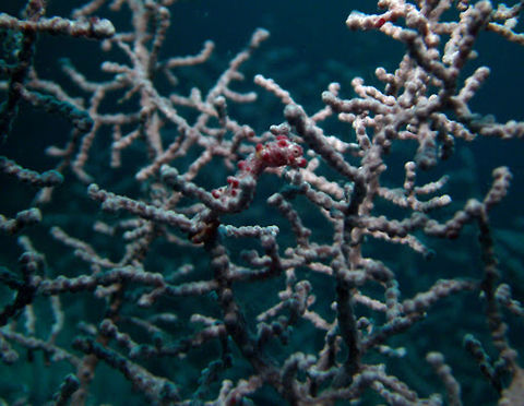 Hippocampus_bargibanti Cabilao, Oct 7, 2012
To 2 cm (3/4 in.) in size. Tiny, pinkish with large orange to red warts and spots. Encircling bands on tail. Solitary or in small groups in sea fans of similar color (Muricella spp.).
Habitat:
Reefs and slopes in 10-40 m. Asian Pacific. Geotagged,Hippocampus bargibanti,Philippines,Pygmy seahorse