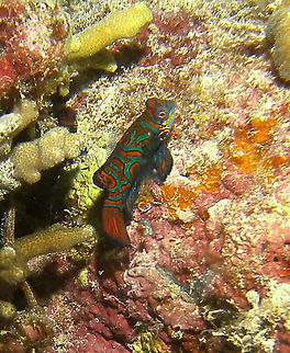 Synchiropus_splendidus Cabilao, Oct 9, 2012
Is a small, brightly colored member of the dragonet family, which is popular in the saltwater aquarium trade. To 6 cm (2 1/4 in.). Orange with ornate pattern of dark edged green and blue bands and spots and a few yellow line markings on lower head. To date, S. splendidus is one of only two animal species known to have blue colouring because of cellular pigment, the other being the closely related LSD-fish Psychedelic Mandarin (S. picturatus). The name "cyanophore" was proposed for the blue chromatophores, or pigment-containing and light-reflecting cells. In all other known cases, the colour blue comes from thin-film interference from piles of flat, thin and reflecting purine crystals.
Habitat:

The mandarinfish is native to the Pacific, ranging approximately from the Ryukyu Islands south to Australia. Mandarinfish are reef dwellers, preferring sheltered lagoons and inshore reefs. While they are slow-moving and fairly common within their range, they are not easily seen due to their bottom-feeding habit and their small size (reaching only about 6 cm). They feed primarily on small crustaceans and other invertebrates.
Notes:

It is very difficult to make nice pictures of mandarins. First, they only come out of their hiding places in the coral at dusk and on top of that they hide quickly if you illuminate them with flash lights. So you have to be very patient, very still and quickly make the pic when you see them (which is not easy in the dark!). You have to be able tp control your bouyancy all the while. What is nice is to see them mating. I may add a video later on. The female is smaller than the male. They pair and quickly dart up together, releasing the eggs and sperm in a few seconds after which they quickly separate and dart back inside the coral. Geotagged,Mandarinfish,Philippines,Synchiropus splendidus