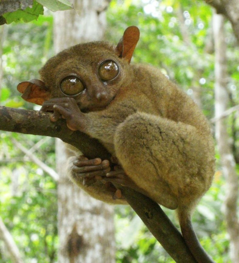 Tarsie (Carlito_syrichta) Bohol, Oct 10, 2012<br />
Tarsiers are haplorrhine primates of the family Tarsiidae, which is itself the lone extant family within the infraorder Tarsiiformes. Tarsiers are small animals with enormous eyes; each eyeball is approximately 16 mm in diameter and is as large as its entire brain. Tarsiers also have very long hind limbs, due mostly to the extremely elongated tarsus bones of the feet, from which the animals get their name. The head and body range from 10 to 15 cm in length, but the hind limbs are about twice this long (including the feet), and they also have a slender tail from 20 to 25 cm long. Their fingers are also elongated, with the third finger being about the same length as the upper arm. Most of the digits have nails, but the second and third toes of the hind feet bear claws instead, which are used for grooming. Tarsiers have very soft, velvety fur, which is generally buff, beige, or ochre in color.<br />
Habitat:<br />
Although the group was once more widespread, all the species living today are found in the islands of Southeast Asia. Carlito syrichta,Geotagged,Philippine tarsier,Philippines