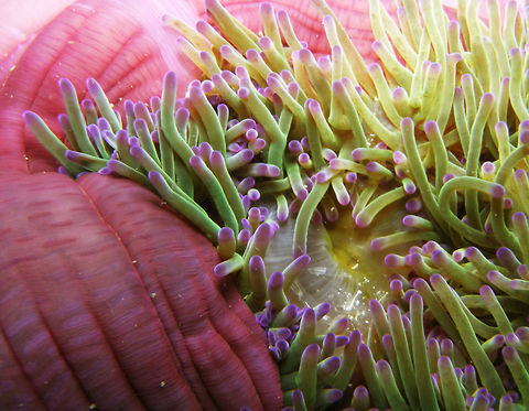 Cleaner Shrimp It is a transparent cleaner shrimp that live in the anemone.
It was seen in during a dve in the area of Sihanoukville, Cambodia (May 20, 2011).
I am still looking for the species ID. Cambodia,Cleaner Shrimp,Geotagged,Winter
