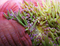 Cleaner Shrimp It is a transparent cleaner shrimp that live in the anemone.<br />
It was seen in during a dve in the area of Sihanoukville, Cambodia (May 20, 2011).<br />
I am still looking for the species ID. Cambodia,Cleaner Shrimp,Geotagged,Winter