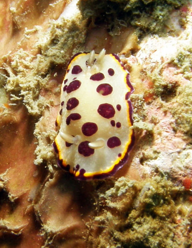 Goniobranchus tumulifera Seen in the area of Sihanoukville, Cambodia (May, 2011).     <br />
Chromodoris tumuliferus is a chromodorid nudibranch with a translucent white mantle and large, carmine-red spots. There is a submarginal line at edge of the mantle which is yellow, either continuous or broken into yellow blotches, with a translucent or white extreme edge. In this outer margin there may be more red blotches or an almost continuous red margin.  Cambodia,Geotagged,Goniobranchus tumuliferus,Winter