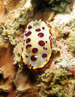 Goniobranchus tumulifera Seen in the area of Sihanoukville, Cambodia (May, 2011).     
Chromodoris tumuliferus is a chromodorid nudibranch with a translucent white mantle and large, carmine-red spots. There is a submarginal line at edge of the mantle which is yellow, either continuous or broken into yellow blotches, with a translucent or white extreme edge. In this outer margin there may be more red blotches or an almost continuous red margin.  Cambodia,Geotagged,Goniobranchus tumuliferus,Winter