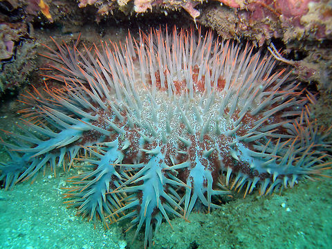 Crown of thorns Seen in the area of Sihanoukville, Cambodia (May, 2011).
When you see one of these, it is bad news for the nearby coral. They reproduce really fast and are avid predators. In fact the divers with us where removing them to help the coral nearby.  Acanthaster planci,Cambodia,Crown-of-thorns starfish,Geotagged,Winter