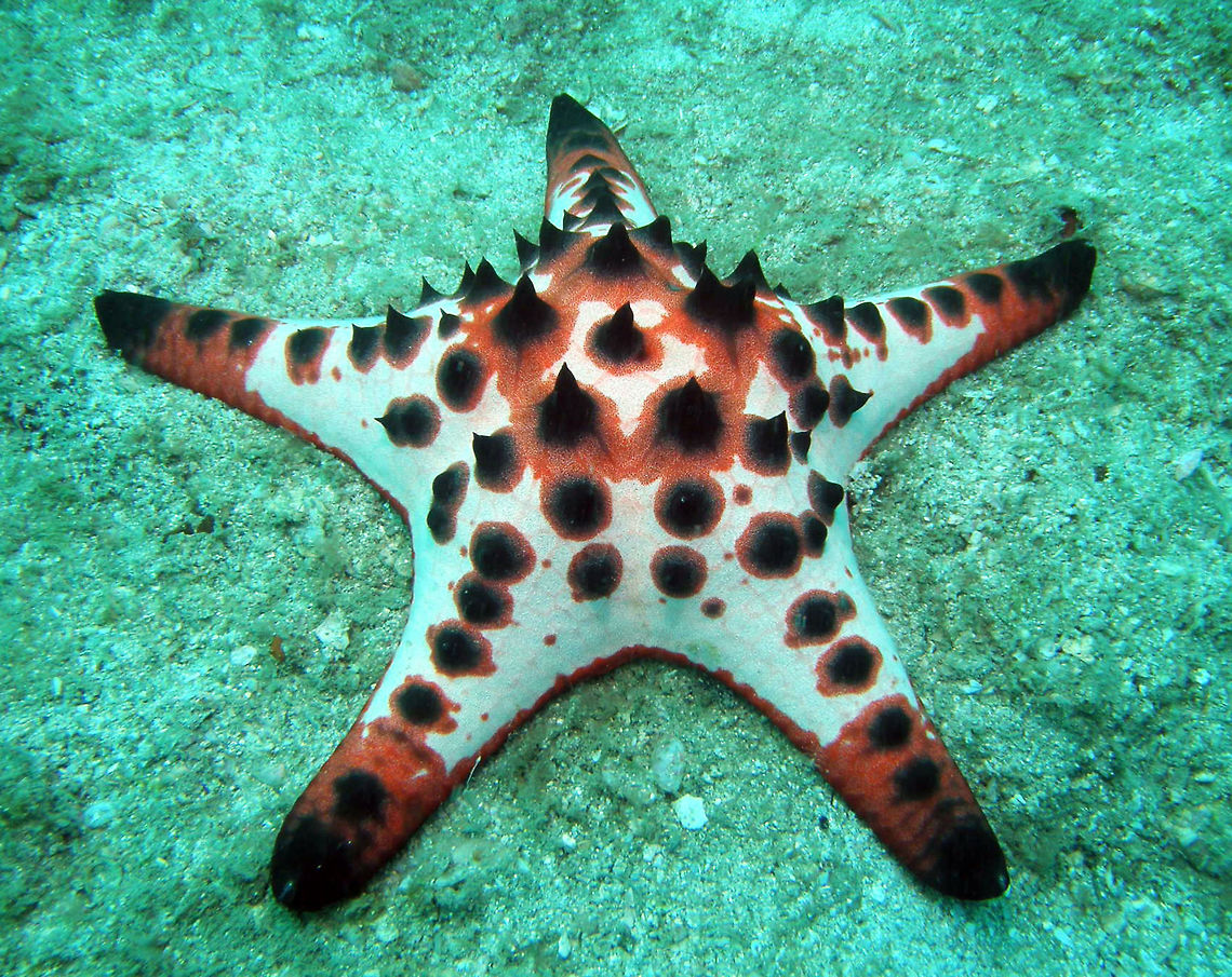 Chocolate Chip Sea Star P. nodosus possess rows of spines or "horns"; black conical points arranged in a single row, radially on the dorsal side, which may erode and become blunt. These dark protrusions are used to scare away possible predators, by looking frightening or dangerous. More on: <a href="https://en.wikipedia.org/wiki/Protoreaster_nodosus" rel="nofollow">https://en.wikipedia.org/wiki/Protoreaster_nodosus</a><br />
Seen in the area of Sihanoukville, Cambodia (May, 2011). Cambodia,Geotagged,Horned Sea Star,Protoreaster nodosus,Winter