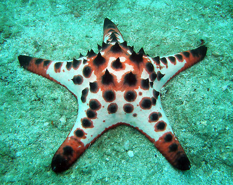 Chocolate Chip Sea Star P. nodosus possess rows of spines or "horns"; black conical points arranged in a single row, radially on the dorsal side, which may erode and become blunt. These dark protrusions are used to scare away possible predators, by looking frightening or dangerous. More on: https://en.wikipedia.org/wiki/Protoreaster_nodosus
Seen in the area of Sihanoukville, Cambodia (May, 2011). Cambodia,Geotagged,Horned Sea Star,Protoreaster nodosus,Winter