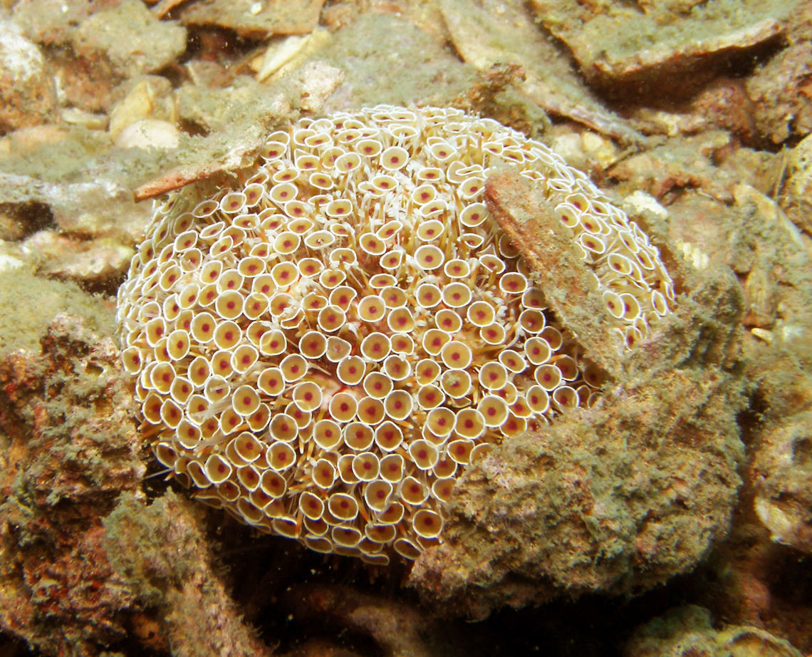 Flower Sea Urchin (Toxopneustes_pileolus) Seen in the area of Sihanoukville, Cambodia (May, 2011).<br />
Its common name is derived from its numerous and distinctively flower-like pedicellariae, which are usually pinkish-white to yellowish-white in color with a central purple dot. These are used to keep the body surface clear of algae, encrusting organisms, and unwanted debris. It possesses short and blunt spines, though these are commonly hidden beneath the pedicellariae. It is considered highly dangerous, as it is capable of delivering extremely painful and medically significant stings when touched.     Cambodia,Flower urchin,Geotagged,Toxopneustes pileolus,Winter