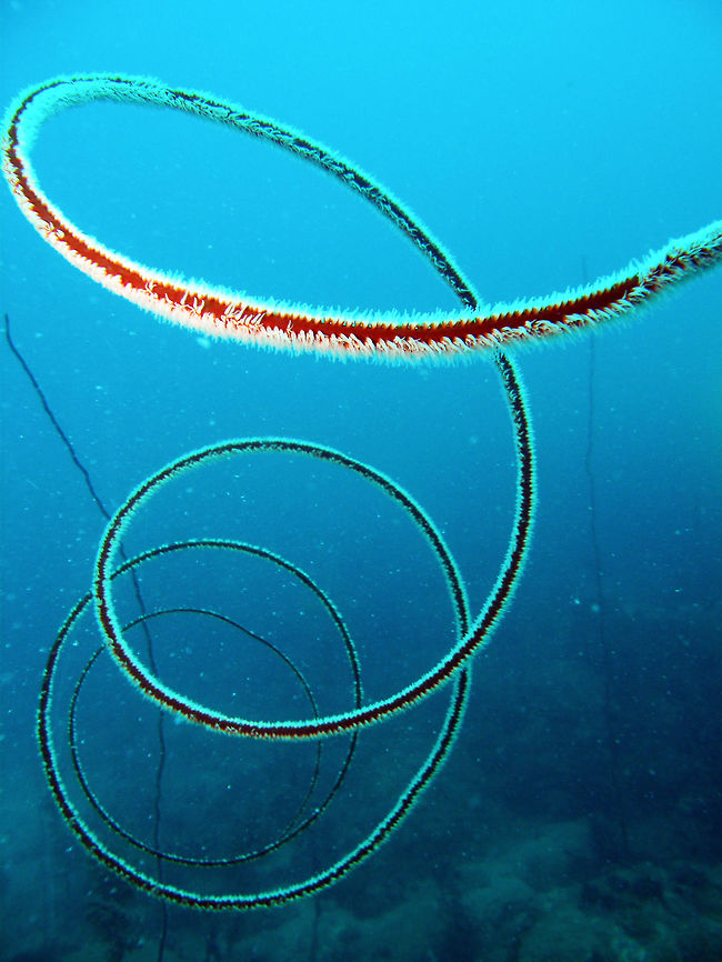 Spiral Wheep or Wire Coral It is a red hard coral that curls on itself in spirals like a cord. <br />
Seen in the area of Sihanoukville, Cambodia (May, 2011).<br />
It can be found in the Pacific:<br />
<a href="http://sealifebase01.fisheries.ubc.ca/trophiceco/EcosysList.php?id=45151&genusname=Stichopathes&speciesname=lutkeni&lang=laos" rel="nofollow">http://sealifebase01.fisheries.ubc.ca/trophiceco/EcosysList.php?id=45151&genusname=Stichopathes&speciesname=lutkeni&lang=laos</a> Black Wire Coral,Cambodia,Cirrhipathes spiralis,Geotagged,Stichopathes lutkeni,Winter,Wire Coral,coral,hard coral,wire coral