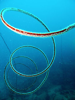 Spiral Wheep or Wire Coral It is a red hard coral that curls on itself in spirals like a cord. 
Seen in the area of Sihanoukville, Cambodia (May, 2011).
It can be found in the Pacific:
http://sealifebase01.fisheries.ubc.ca/trophiceco/EcosysList.php?id=45151&genusname=Stichopathes&speciesname=lutkeni&lang=laos Black Wire Coral,Cambodia,Cirrhipathes spiralis,Geotagged,Stichopathes lutkeni,Winter,Wire Coral,coral,hard coral,wire coral