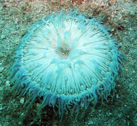Blue Long Tentacle Anemone Is a small, maybe 30 cm in diameter, anemone that was found frequently while muck diving in Cambodia (area of Sihanoukville, spotting in May, 2011). Is usually electric light blue color.
According to Wikipedia: It has relatively few tentacles. They are all similar to one another in size and colour, being purplish-gray to brown. Each grows to about 1.75 cm, are sinuous, and each taper evenly toward the tip. In some cases they have a corkscrew shape.
The oral disc is normally purplish-gray to brown, and sometimes has a green cast. It has a flared shape, and grows to a maximum of 5 cm wide, but is often far smaller. It has white lines that are oriented radially, sometimes extending onto the tentacles.
This anemone remains at the surface of the sediment, with the column buried. The lower portion of the column is a dull orange to bright red colour, with the upper portion being brownish, containing a round to ovoid verrucae in rows oriented longitudinally. Cambodia,Geotagged,Macrodactyla doreensis