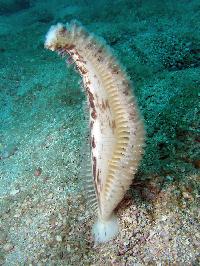 Sea Pen -Pennatulacea According to Wikipeda:<br />
Sea pens are colonial marine cnidarians belonging to the order Pennatulacea. They are colonial animals with multiple polyps (which look somewhat like miniature sea anemones), each with eight tentacles. Unlike other octocorals, however, a sea pen's polyps are specialized to specific functions: a single polyp develops into a rigid, erect stalk (the rachis) and loses its tentacles, forming a bulbous "root" or peduncle at its base. The other polyps branch out from this central stalk, forming water intake structures (siphonozooids), feeding structures (autozooids) with nematocysts, and reproductive structures. The entire colony is fortified by calcium carbonate in the form of spicules and a central axial rod. (<a href="https://en.wikipedia.org/wiki/Sea_pen)" rel="nofollow">https://en.wikipedia.org/wiki/Sea_pen)</a> Cambodia,Geotagged,Winter,sea Pen