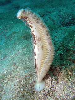 Sea Pen -Pennatulacea According to Wikipeda:
Sea pens are colonial marine cnidarians belonging to the order Pennatulacea. They are colonial animals with multiple polyps (which look somewhat like miniature sea anemones), each with eight tentacles. Unlike other octocorals, however, a sea pen's polyps are specialized to specific functions: a single polyp develops into a rigid, erect stalk (the rachis) and loses its tentacles, forming a bulbous "root" or peduncle at its base. The other polyps branch out from this central stalk, forming water intake structures (siphonozooids), feeding structures (autozooids) with nematocysts, and reproductive structures. The entire colony is fortified by calcium carbonate in the form of spicules and a central axial rod. (https://en.wikipedia.org/wiki/Sea_pen) Cambodia,Geotagged,Winter,sea Pen