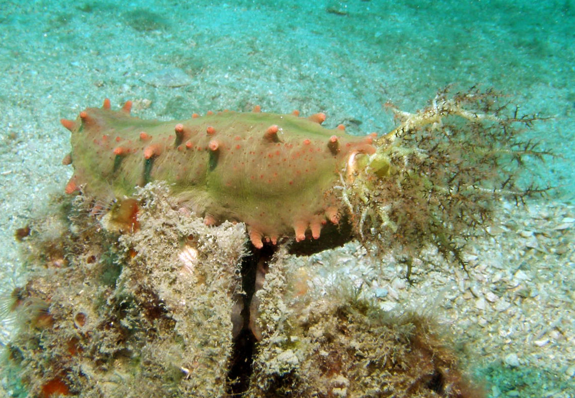 Thorny Sea Cucumber Seen in the area of Sihanoukville, Cambodia (May, 2011).<br />
Colochirus quadrangularis is a sea cucumber of up to 10 cm (4 in) in length. The roughly cylindrical body has four longitudinal ridges giving it a square cross section and a flat base. It has irregular, thorn-like, soft projections called papillae lying along these ridges. The leathery body wall is reinforced by calcareous spike-like structures which in this species include basket-shaped spicules and perforated ellipsoids. There is a ring of large, branched feeding tentacles round the mouth. There are three rows of red tube feet on the underside and the body tapers at the posterior end, the anus being surrounded by 5 tooth-like projections. The colour is mainly grey often with pink on the ridges and thorns, and with yellow or reddish tentacles Cambodia,Colochirus quadrangularis,Geotagged,Winter,sea cucumber