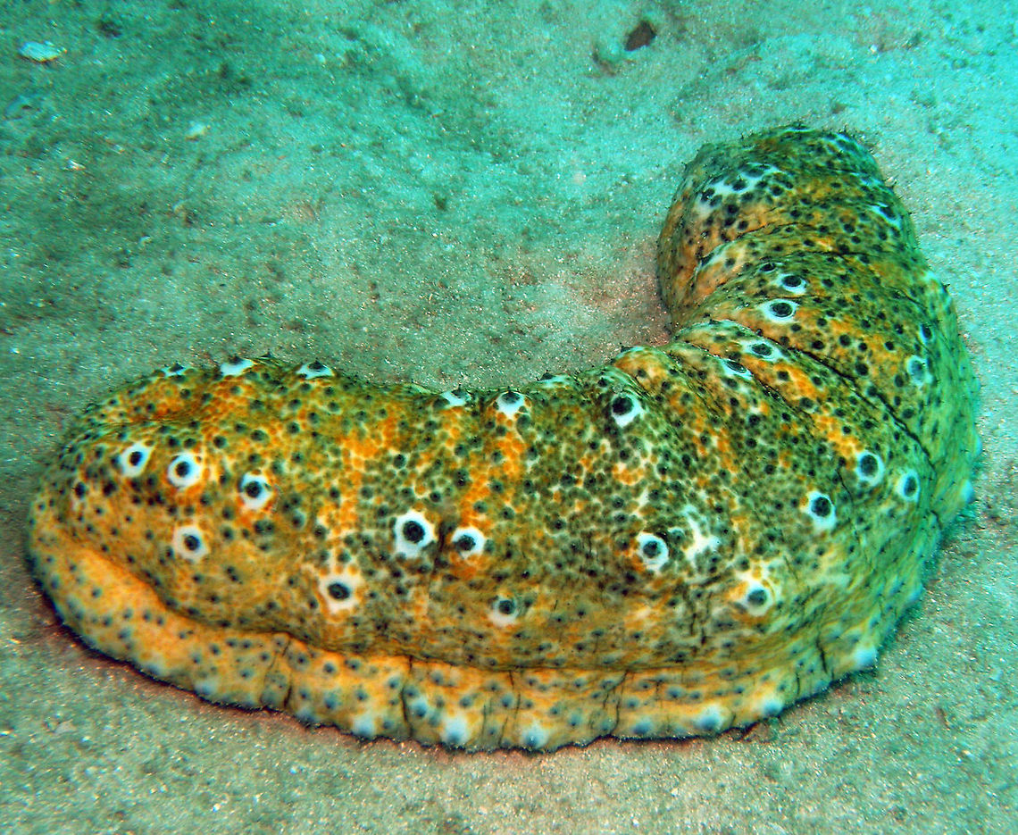 Ocellated Sea Cucumber (Stichopus ocellatus) Sandy sea bed, in Koh Rong, Buddha Reef. Sihanoukville, Cambodia (May 2011).<br />
15-20cm long. Body squarish in cross-section, blunt at the ends with a wrinkled skin. Mostly yellowish brown with a pattern of 'eye-spots' that appear into two rows along the body length. 'Ocellatus' means 'having little spots' or 'marked with eyes'. These are not real eyes but comprise a large white bump with a dark tip. The animal has flat underside with many tube feet appearing in three rows along the body length. Cambodia,Geotagged,Ocellated Sea Cucumber,Stichopus ocellatus,Winter,sea cucumber