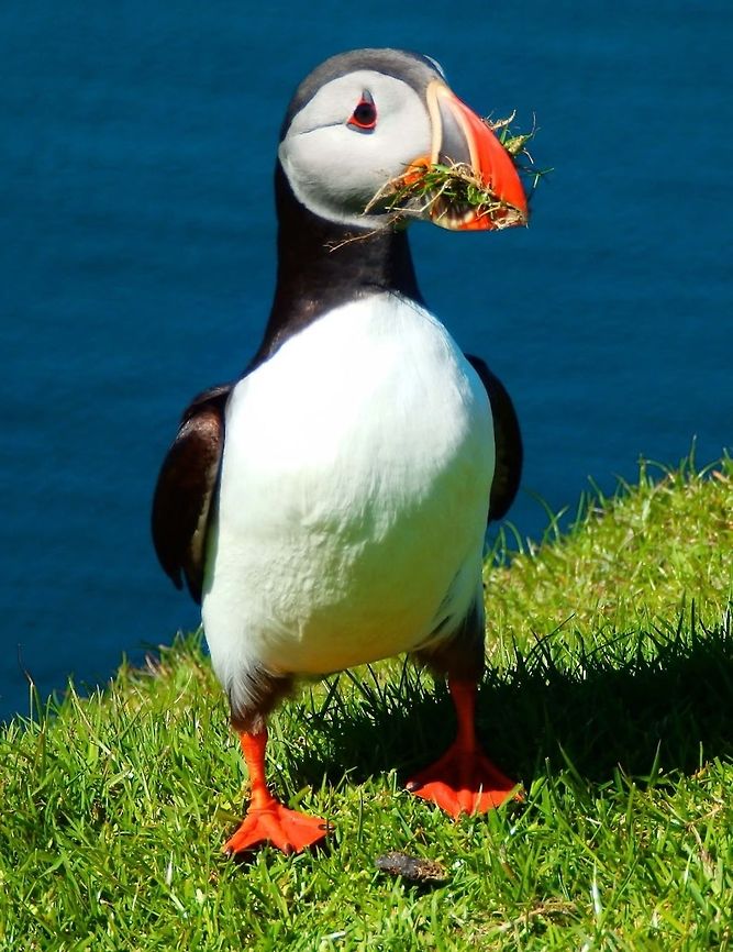 Atlantic puffin (Fratercula_artica) Seen in Hermaness in the Shetland Islands (June, 2013). At that time of the year they were preparain their nesting burrows in the grass of the cliffs next to the sea. They use grass to bed their nests. Atlantic Puffin,Fratercula arctica,Geotagged,United Kingdom